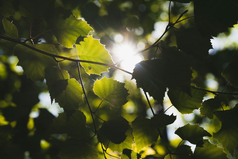 Lumina soarelui filtrată printre frunzele unui copac